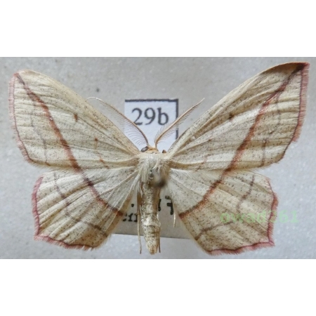 Timandra comae Schmidt, 1931 Czech29b